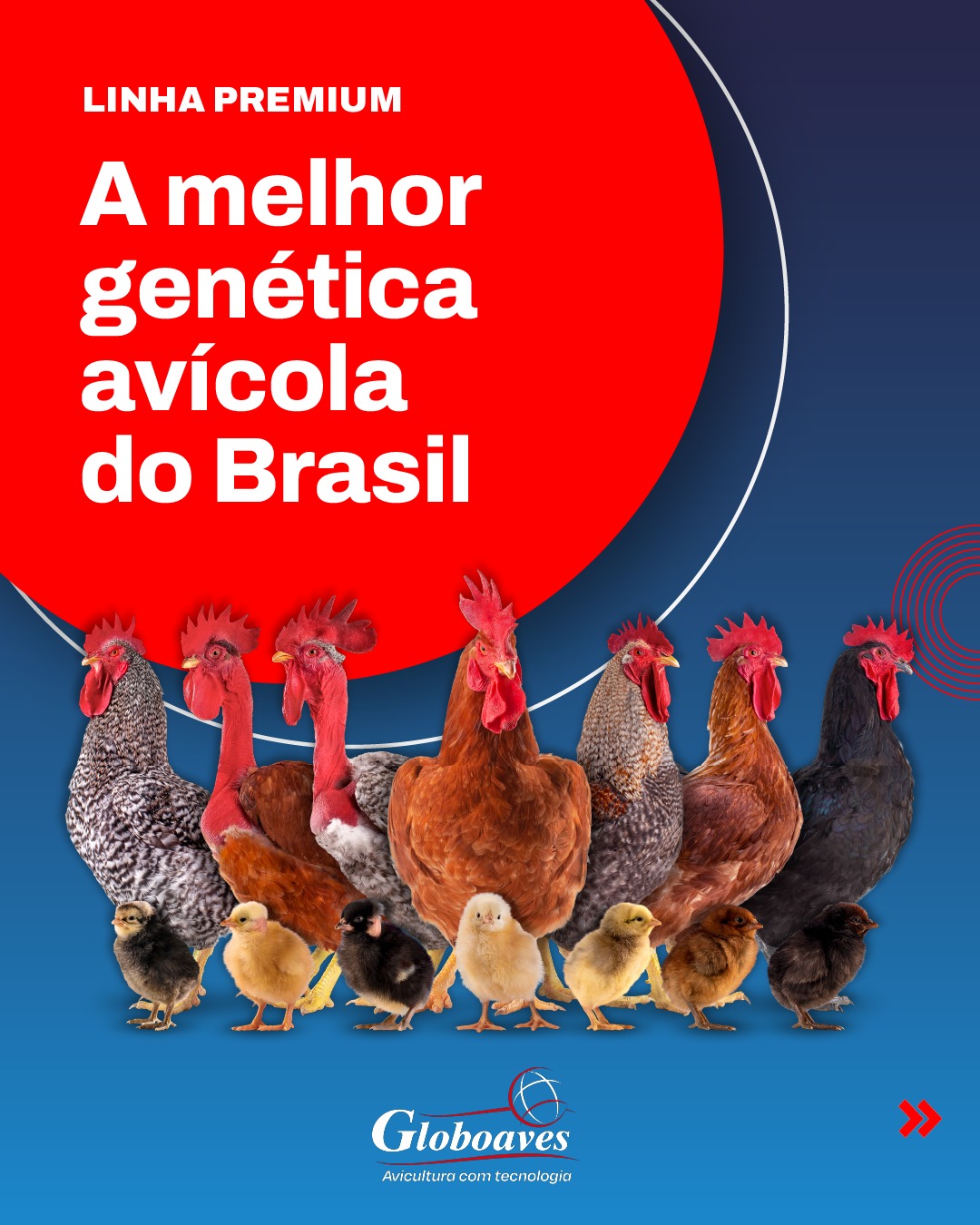 Linhagens caipiras Globoaves reunidas